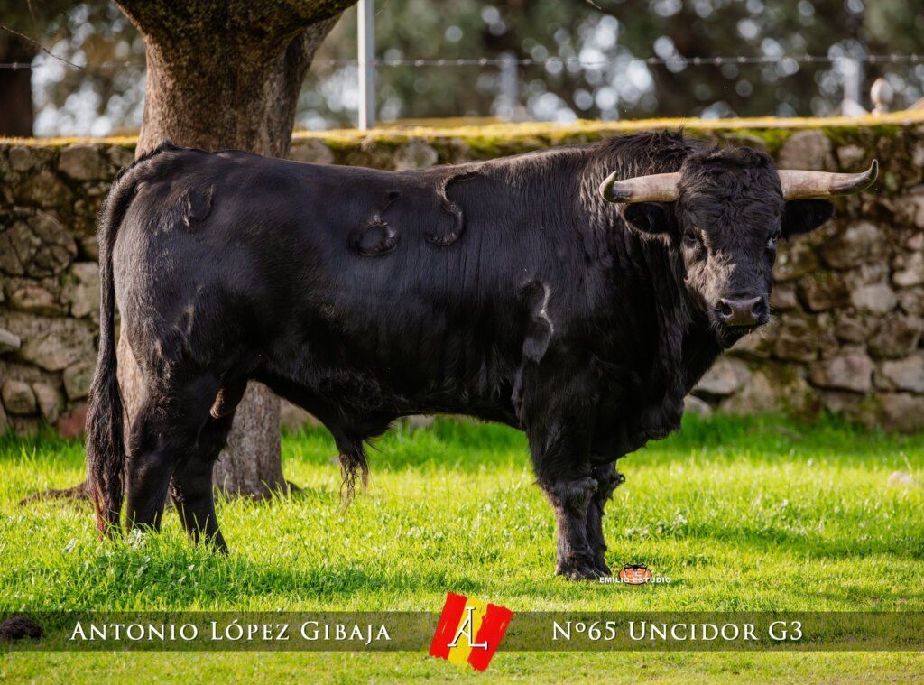 Toro negro en el carnaval del toro en Ciudad Rodrigo 2026