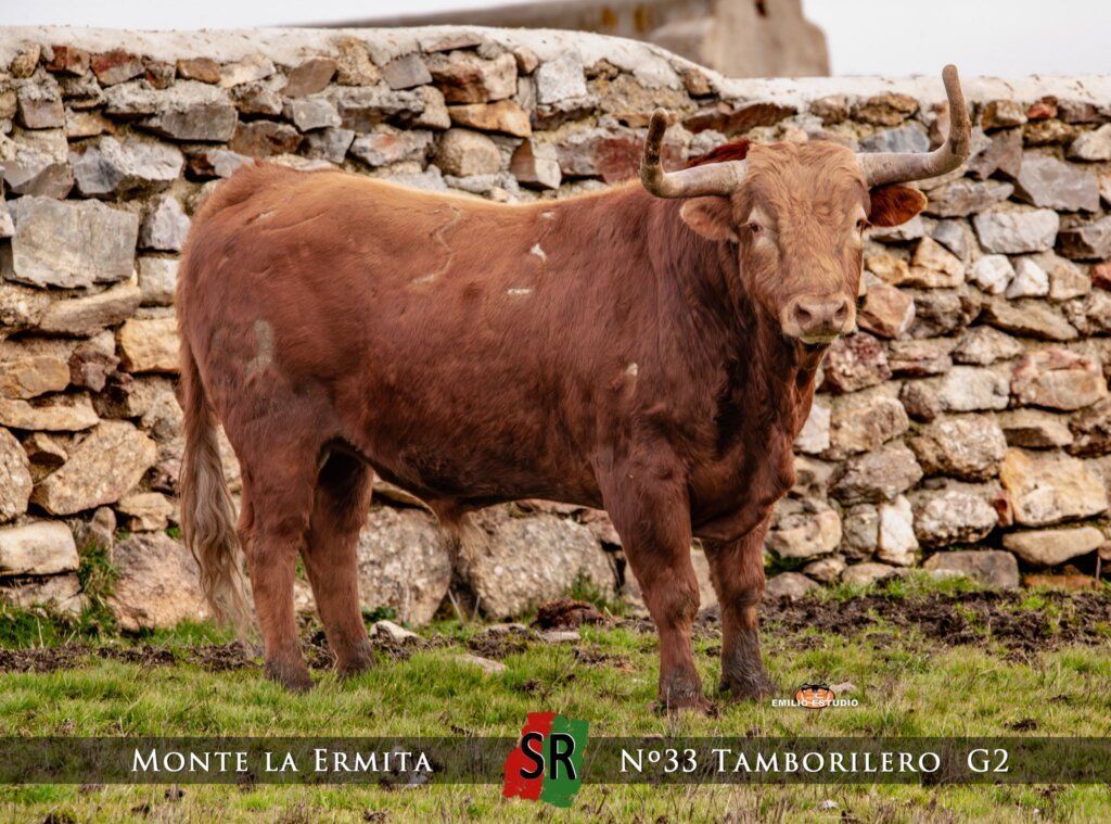 Toro del carnaval del toro en Ciudad Rodrigo con fondo de piedra