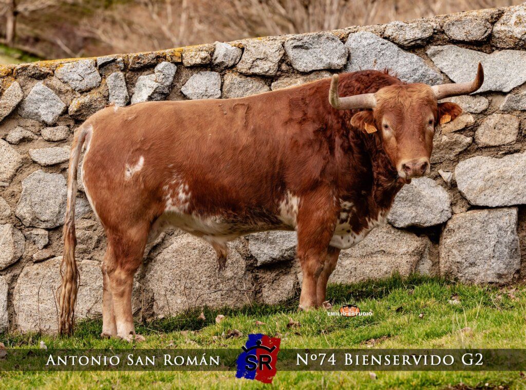 Toro del carnaval del toro en Ciudad Rodrigo con fondo de piedra
