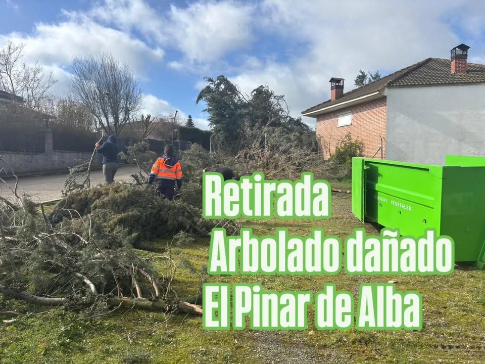 Retiran árboles dañados en la urbanización El Pinar de Alba por fuertes vientos
