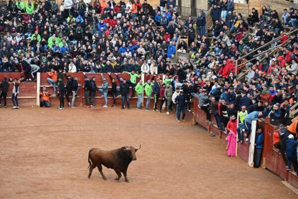 Un toro del Aguardiente en el Carnaval del Toro rodeado de espectadores