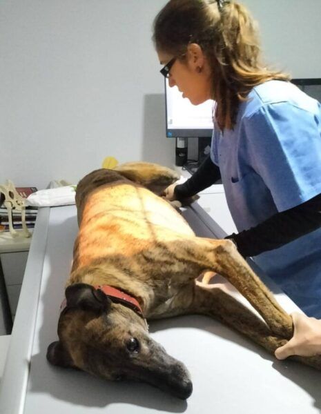 Perro en consulta veterinaria siendo examinado por una veterinaria