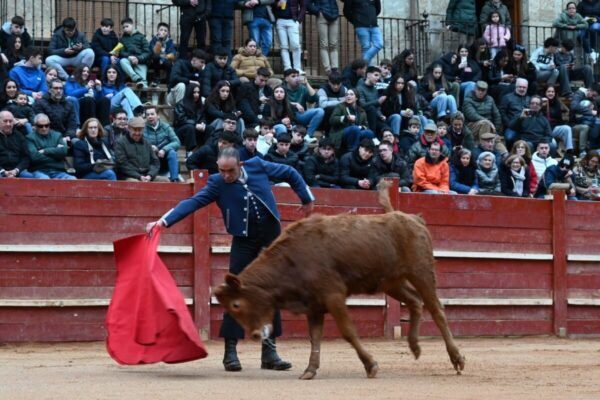 Un torero en el Carnaval del Toro con un becerro en la plaza