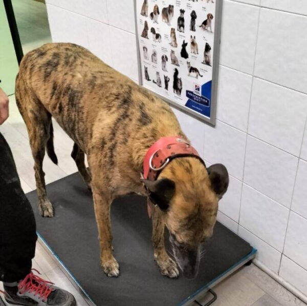 Perro en la balanza durante revisión veterinaria en Salamanca ASPAP