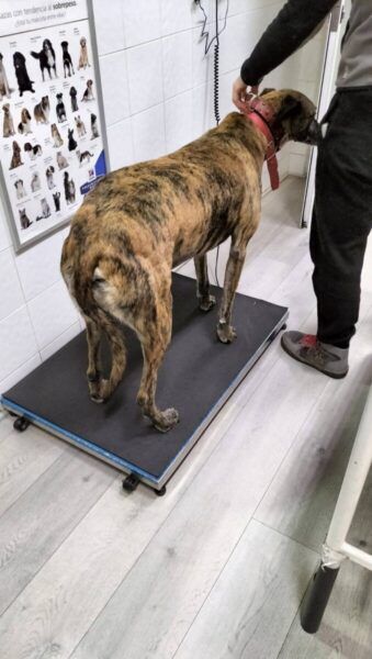 Perro en una clínica veterinaria siendo examinado por un veterinario