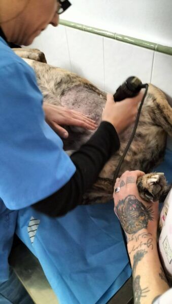 Veterinaria atendiendo a un perro en consulta médica
