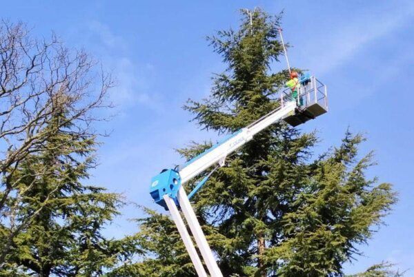 Trabajador en plataforma elevadora realizando tratamientos en árboles