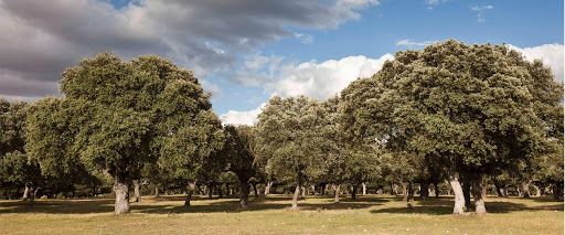 Vista de dehesa salmantina con árboles de Quercus