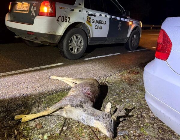 Vehículo de la Guardia Civil junto a un ciervo muerto en la carretera