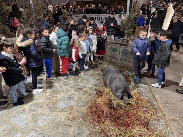 Niños observando un cerdo ibérico en la fiesta de Guijuelo