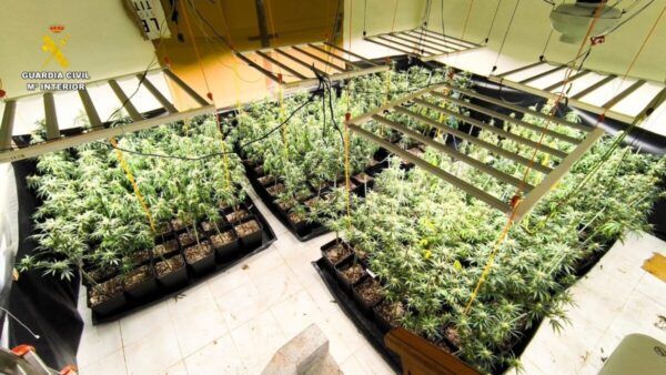 Plantación de marihuana intervenida por la Guardia Civil en Ciudad Rodrigo