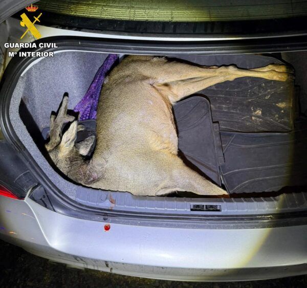 Caza furtiva en El Payo, ciervo en maletero de coche