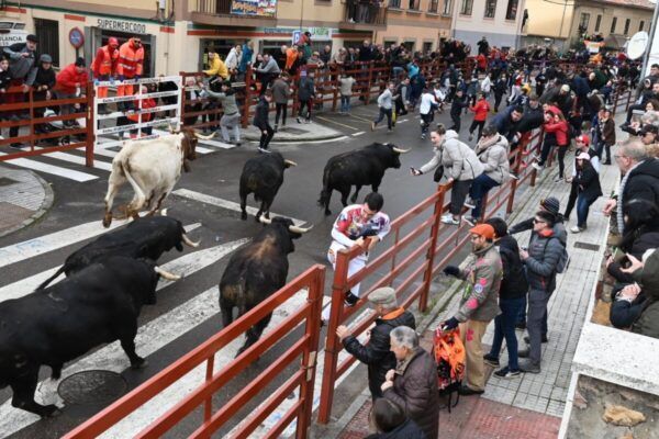 Encierro del Lunes de Carnaval con toros en Ciudad Rodrigo