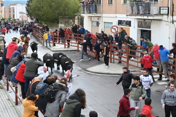 Encierro del Lunes de Carnaval con toros y corredores en Ciudad Rodrigo