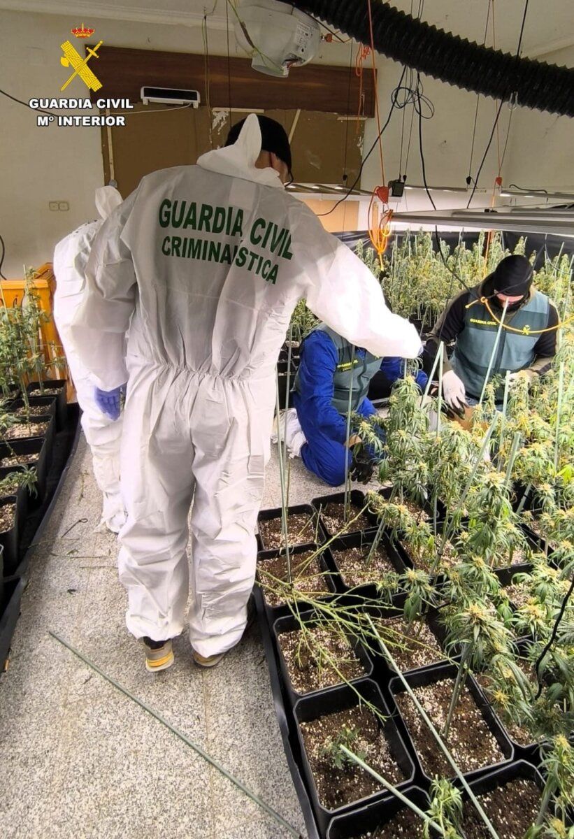 Guardia Civil interviniendo en una plantación de marihuana en Ciudad Rodrigo