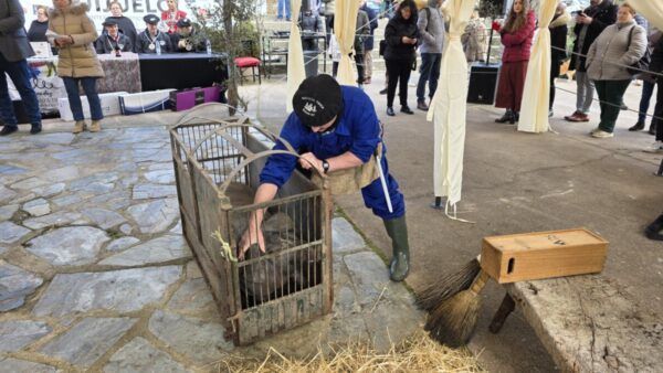 Hombre preparando un cerdo en la Matanza de Carnaval en Guijuelo