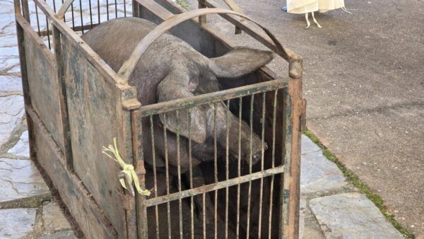 Cerdo en jaula durante la Matanza de Carnaval en Guijuelo