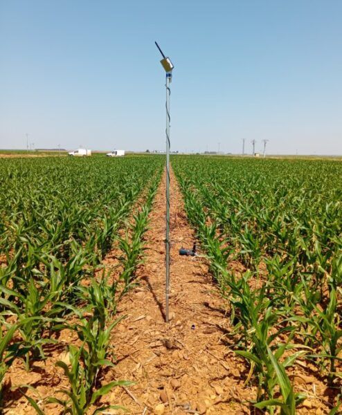 Sonda de humedad en un campo de maíz con telecontrol