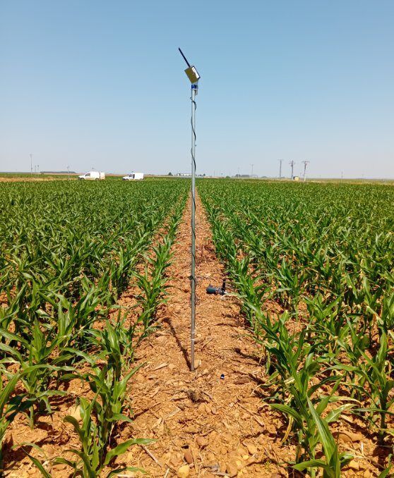 Sonda de humedad en un campo de maíz con telecontrol