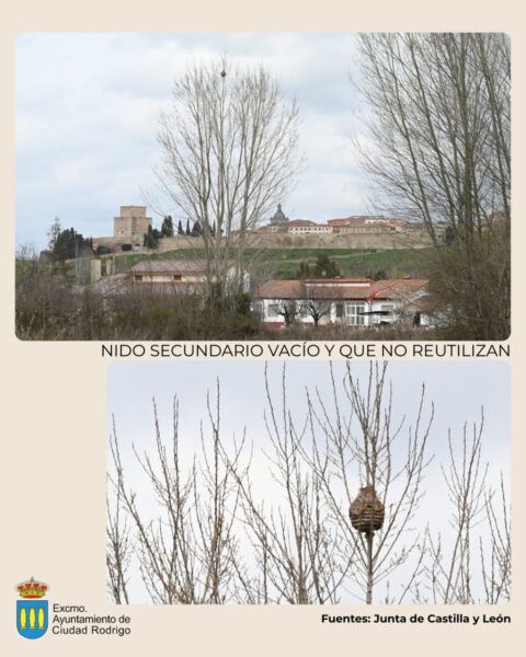 Nido vacío de avispa asiática en un árbol en Ciudad Rodrigo