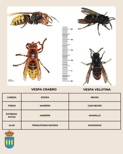 Ilustración de avispa asiática y sus características