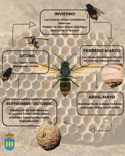 Infografía sobre el ciclo de vida de la avispa asiática