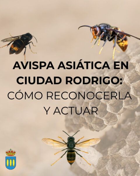 Imagen de avispa asiática y nido en Ciudad Rodrigo