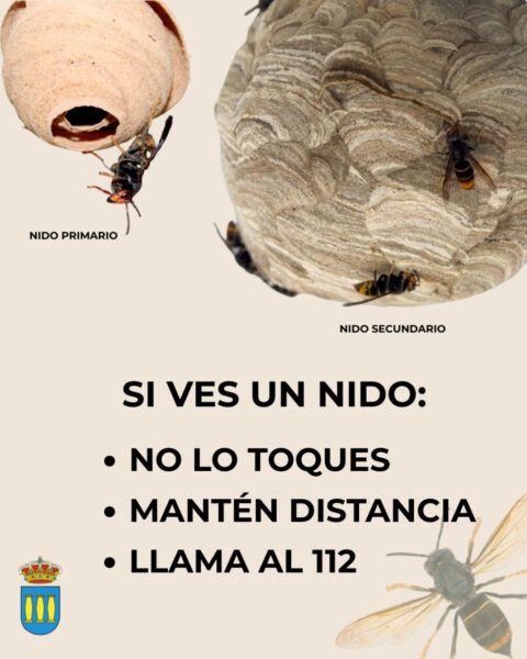 Nido de avispa asiática con avispa en primer plano