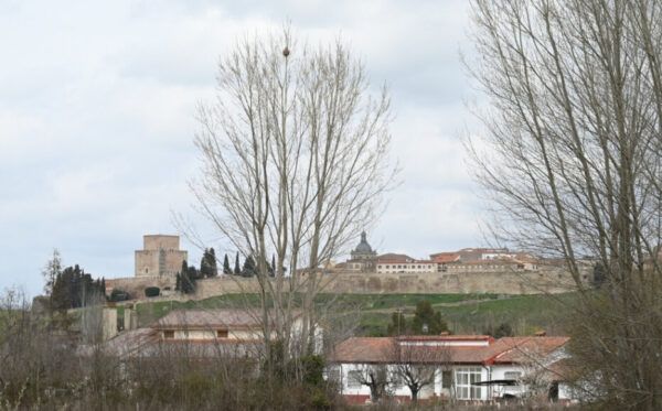 Nido vacío de avispa asiática en árboles de Ciudad Rodrigo