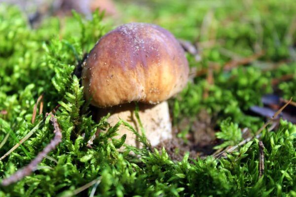 Hongo creciendo en un entorno natural de musgo verde