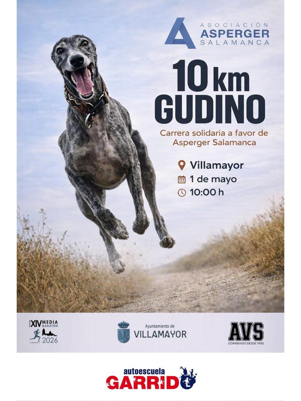 Perro galgo corriendo en la carrera solidaria 10K Gudino