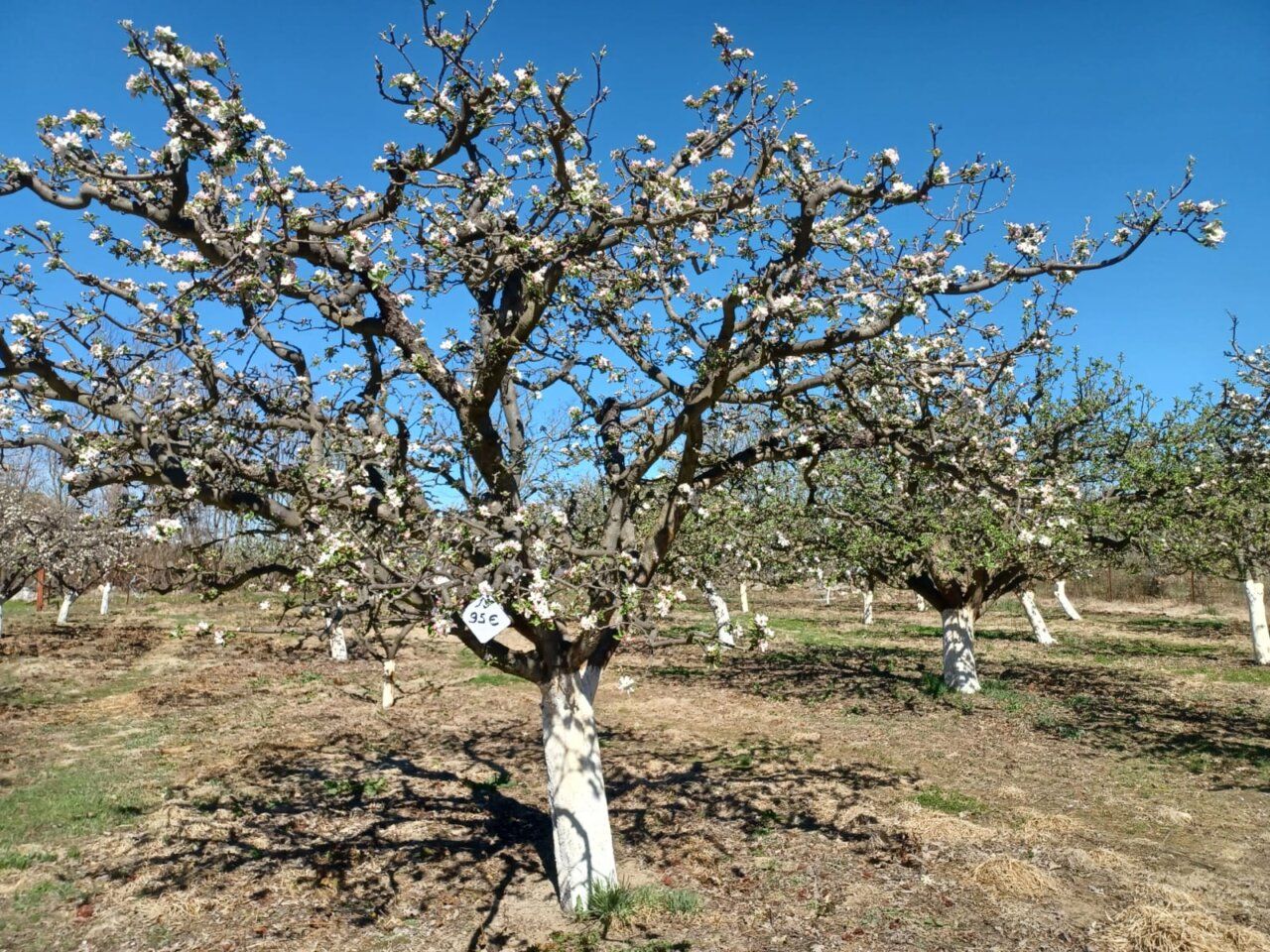 Árboles de manzana reineta en flor en un campo abulense