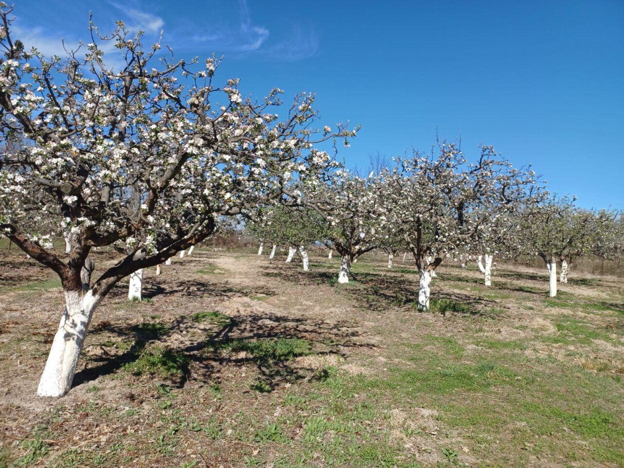 Campo con árboles de manzana reineta en flor bajo un cielo azul