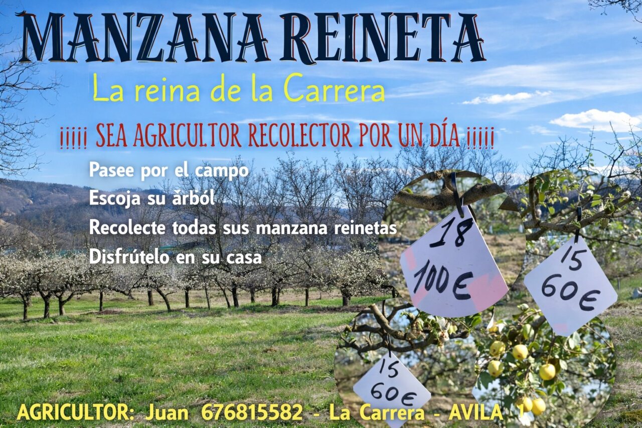 Cartel promocional de la experiencia de recolección de manzanas reineta en La Carrera.