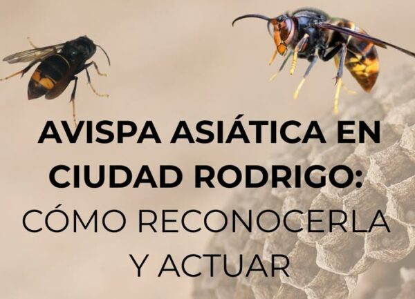 Imagen de avispas asiáticas en un nido en Ciudad Rodrigo