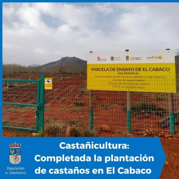 Parcela de ensayo de castaños en El Cabaco, Salamanca