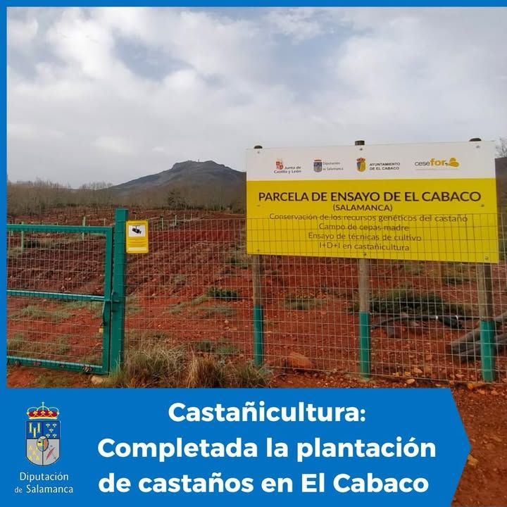 Parcela de ensayo de castaños en El Cabaco, Salamanca