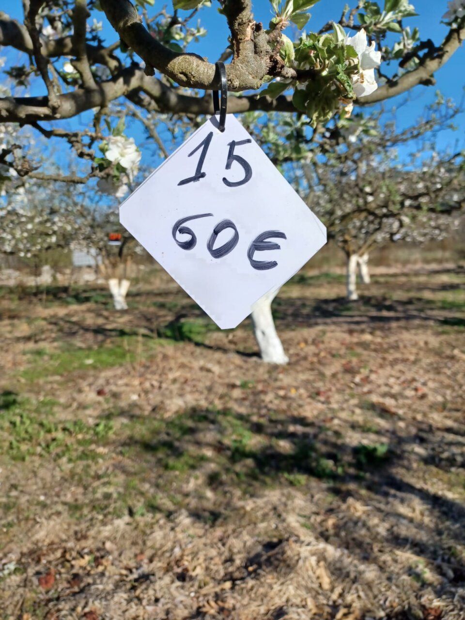 Etiqueta de precio en un árbol de manzanas reineta en el campo