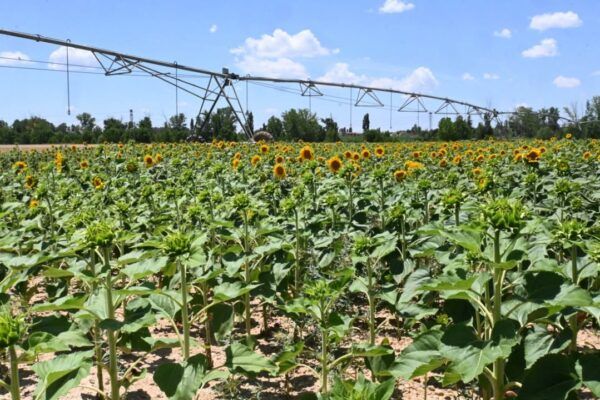 Campo de girasoles en Castilla y León con sistema de riego