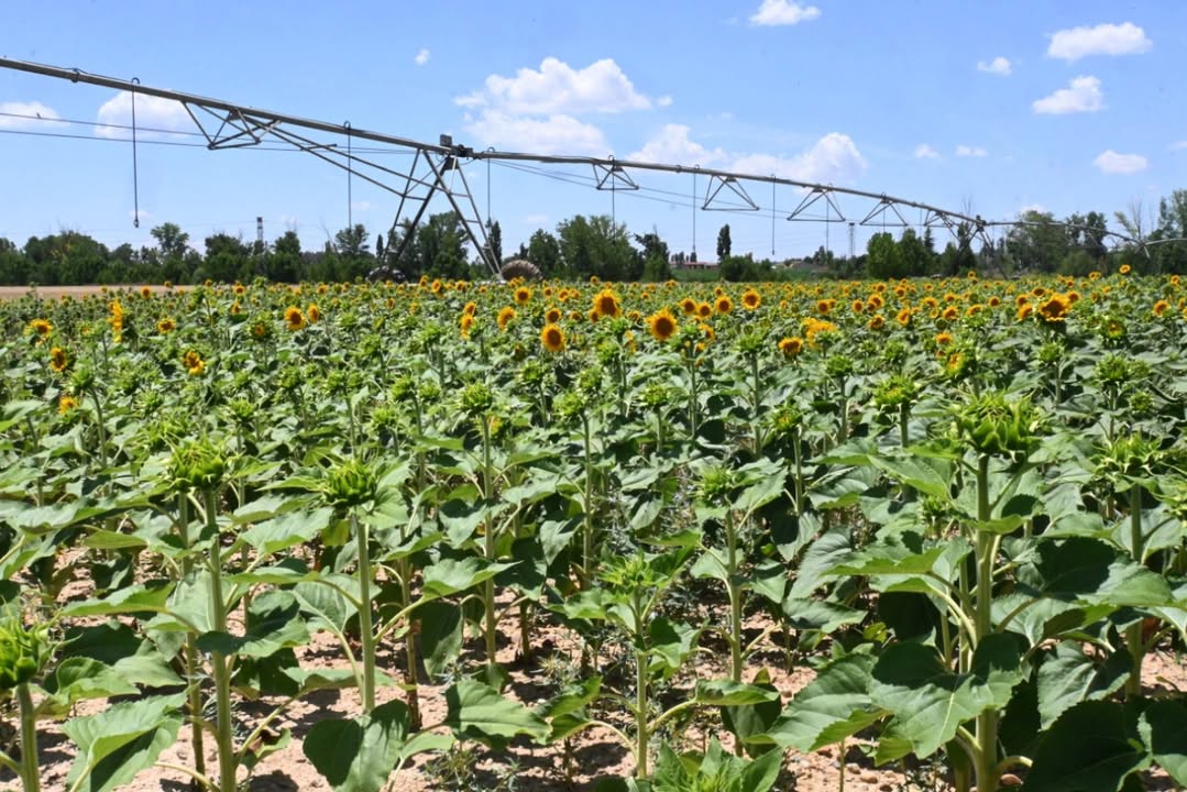 Campo de girasoles en Castilla y León con sistema de riego