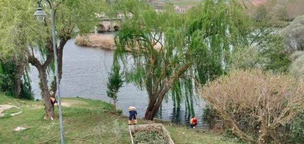 Trabajos de limpieza de vegetación en la ribera de Alba de Tormes