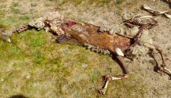 Carcasa de oveja atacada por un lobo en Bogajo