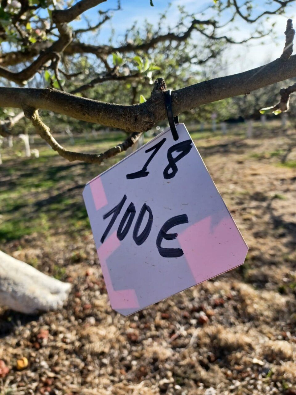 Etiqueta de árbol con precio y número en un huerto de manzanas reineta