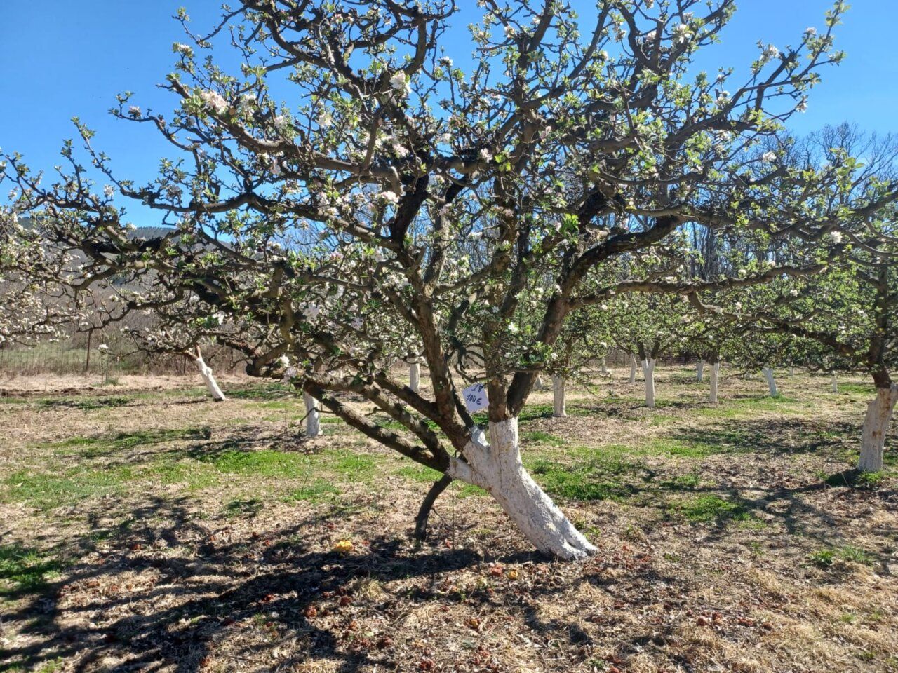 Árbol de manzana reineta en un campo abulense