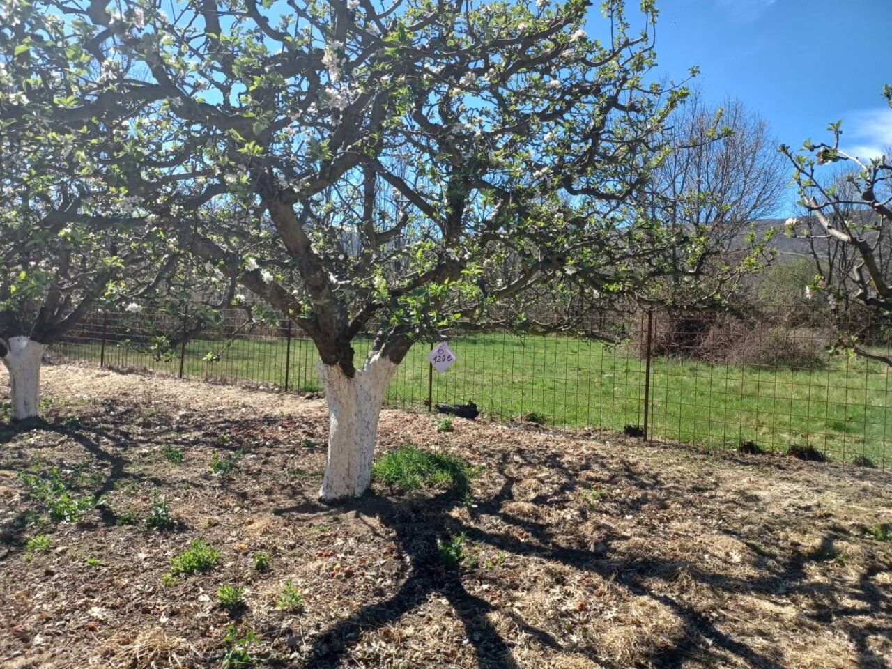 Huerto de manzanas reineta en La Carrera, Abulense.