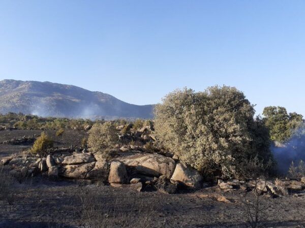 Paisaje afectado por incendios forestales en Castilla y León