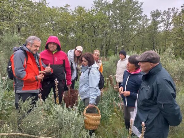 Participantes en la jornada micológica recolectando setas en la naturaleza