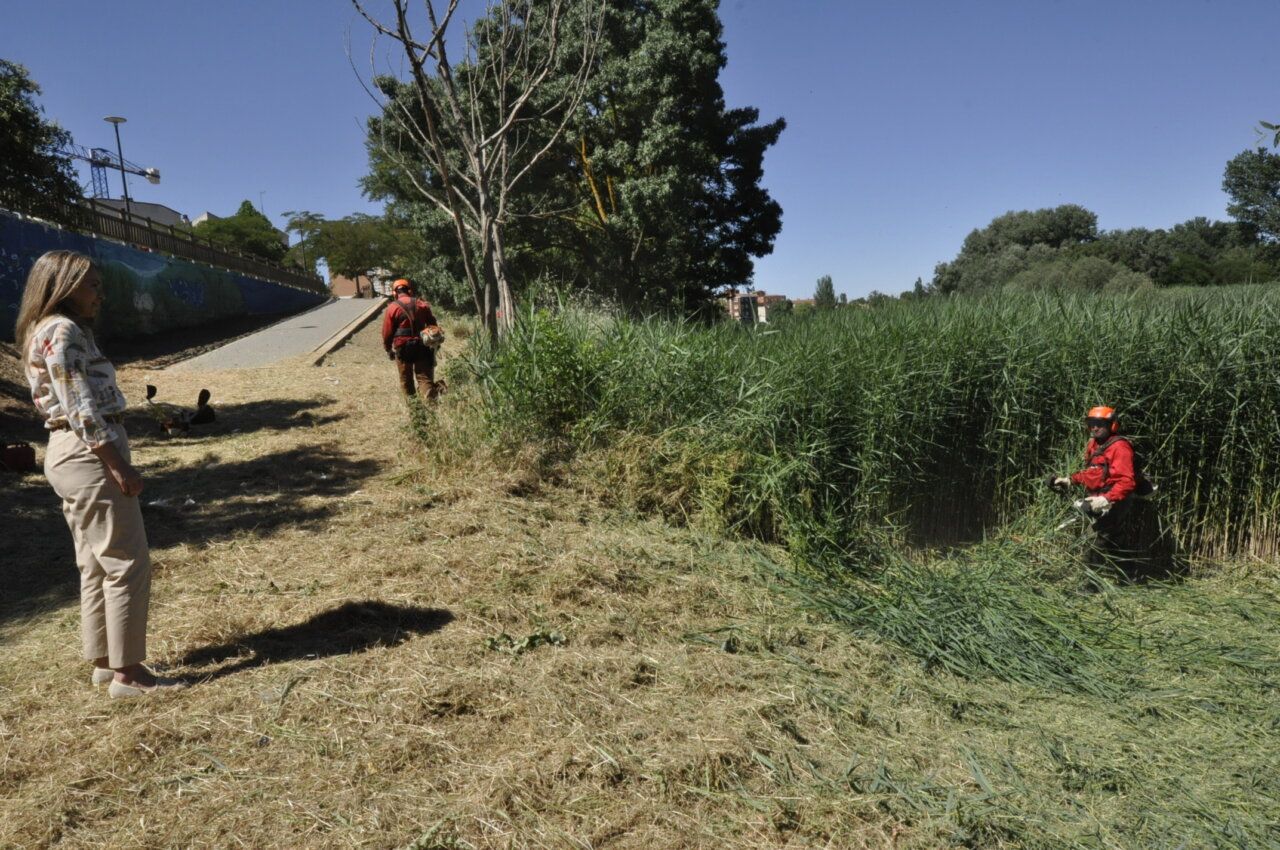 Trabajos de acondicionamiento en la ribera del río Tormes en Santa Marta.