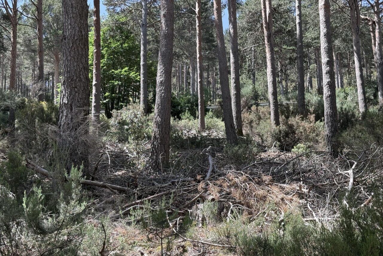 Vista de los montes de La Alberca mostrando daños tras incendios