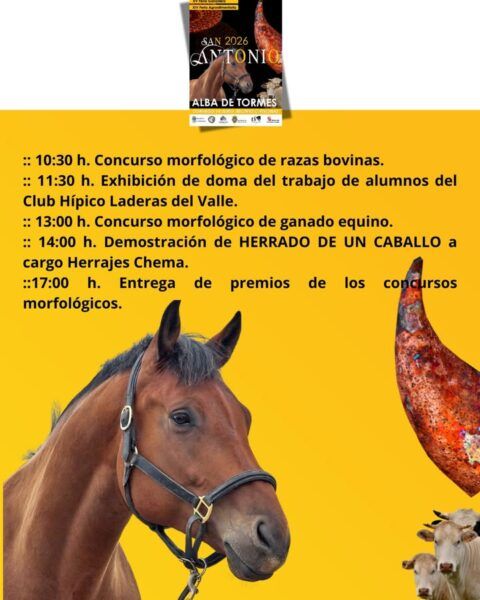 Caballo en exhibición durante concurso morfológico en San Antonio 2026